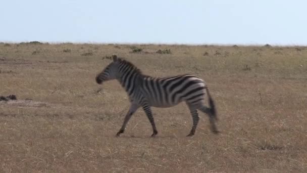 Zebras Hjord Går Savannen — Stockvideo