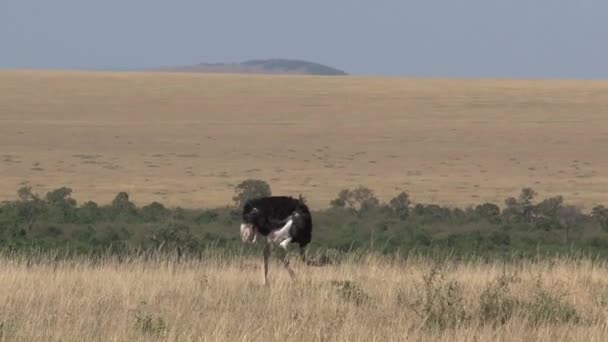 Avestruz Caminando Sobre Sabana — Vídeos de Stock