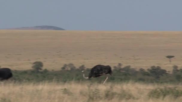 Pareja Avestruces Caminando Sobre Sabana — Vídeos de Stock