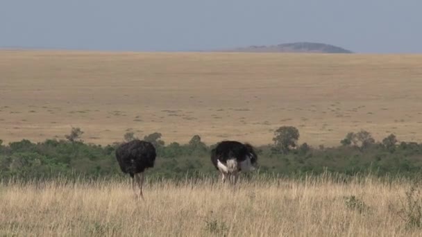 Pareja Avestruces Caminando Sobre Sabana — Vídeos de Stock