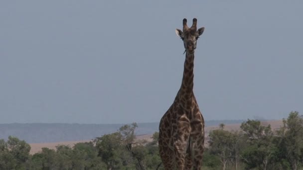 Savananın Üzerinde Duran Zürafa — Stok video