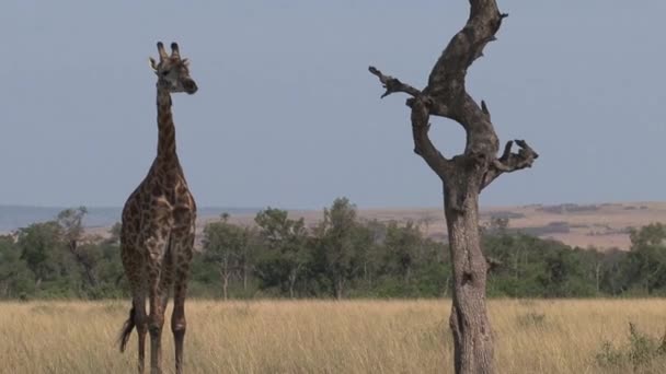 Giraffe Standing Tree Savanna — Stock Video