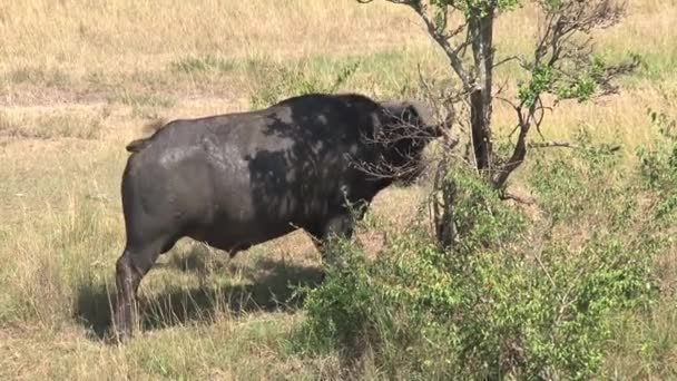 Afrikansk Buffel Står Ett Träd Savannen — Stockvideo