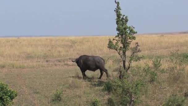 Buffalo Africano Piedi Sotto Albero Sulla Savana — Video Stock