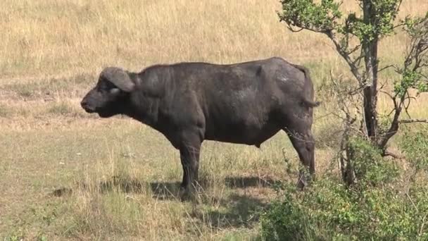 African Buffalo Standing Tree Savanna — Stock Video