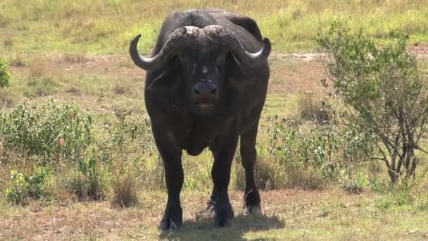 Afrikaanse Buffels Grazen Savanne — Stockvideo