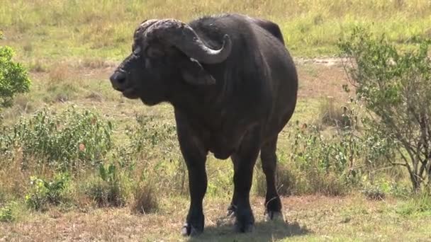 African Buffalo Grazing Savanna — Stock Video