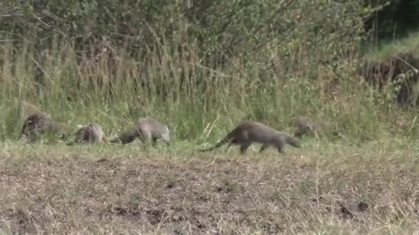 Colony Banded Mongooses Savanna — Stock Video
