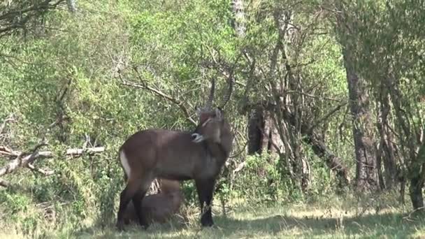 Antilope Staat Schaduw Onder Een Aantal Bomen — Stockvideo