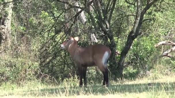 Antelope Στέκεται Στη Σκιά Κάτω Από Μερικά Δέντρα — Αρχείο Βίντεο