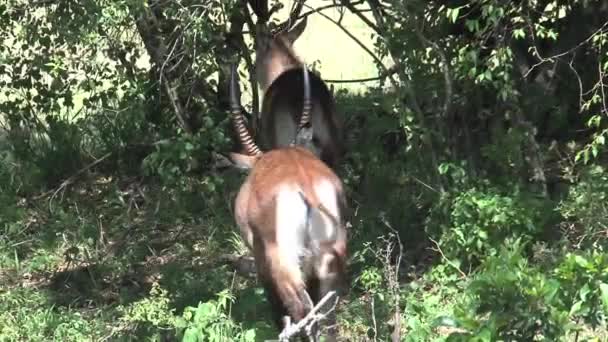 Sepasang Antelopes Berjalan Bawah Beberapa Pohon — Stok Video