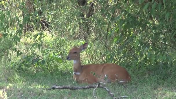 Antílope Sentado Sombra Bajo Algunos Árboles — Vídeo de stock