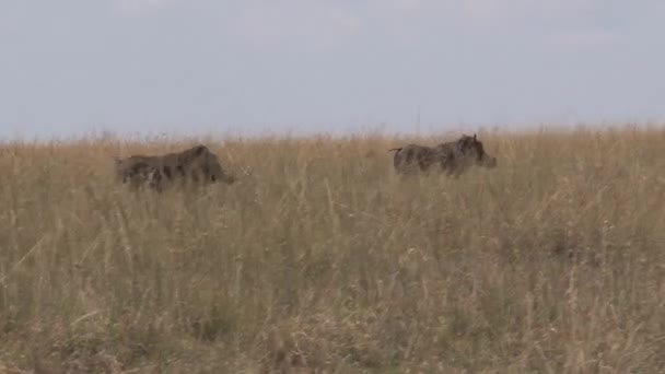 Par Warthogs Andando Savana — Vídeo de Stock
