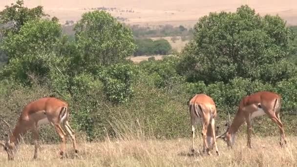 Herd Gazelles Grazing Savanna — Stock Video