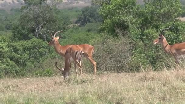 Herd Gazelles Grazing Savanna — Stock Video