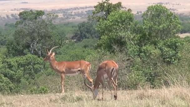 Paire de gazelles broutant sur la savane