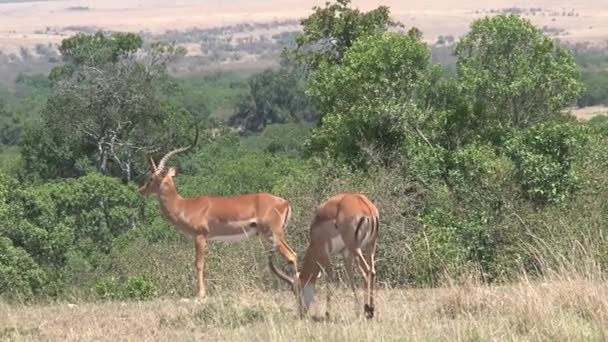 Paire Gazelles Broutant Sur Savane — Video