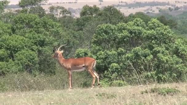 Gazelle broutant sur la savane