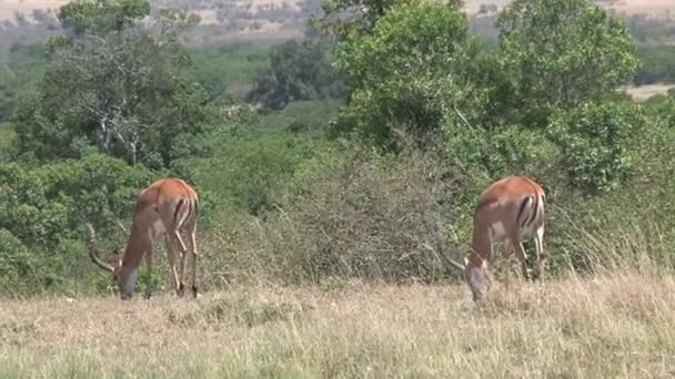 Pair Gazelles Grazing Savanna — Stock Video