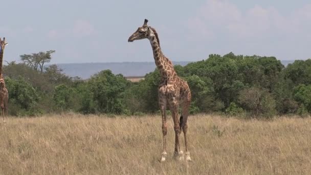 Bir Çift Zürafa Bozkırda Duruyor — Stok video