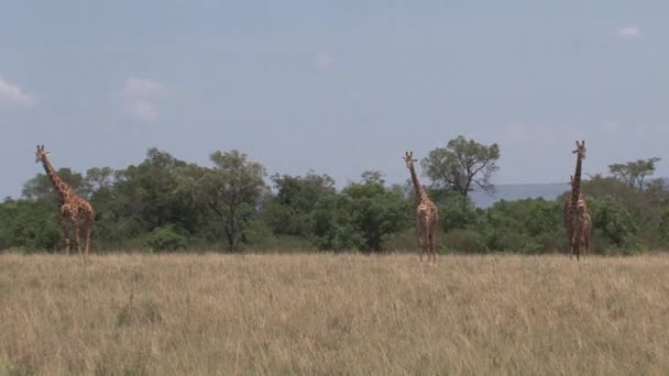 Башня Жирафов Пасущихся Саванне — стоковое видео