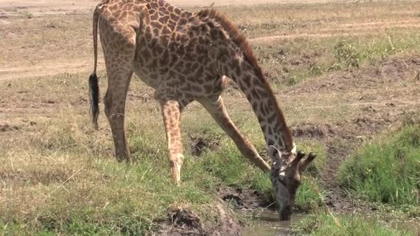 Giraffe Trinkt Aus Einem Kleinen Wasserloch Der Savanne — Stockvideo