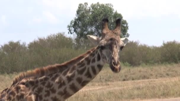 Żyrafa Pijąca Małej Wodopoju Sawannie — Wideo stockowe