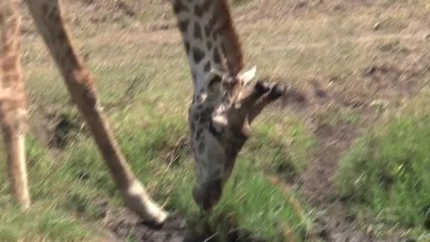 Giraffe Drinking Small Watering Hole Savanna — Stock Video