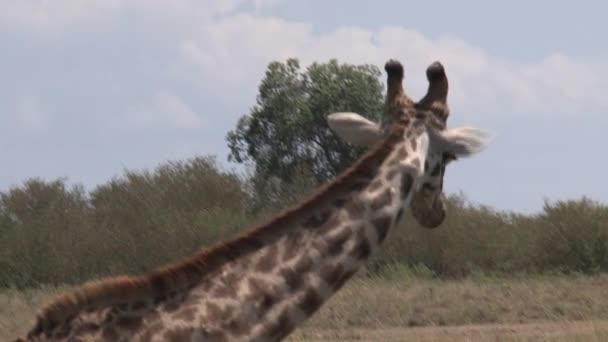 Žirafa Ostražitě Rozhlíží Savaně — Stock video