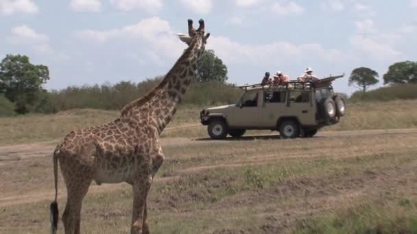 Jeep Plný Turistů Fotit Žirafu Pití Malé Vodní Jámy — Stock video