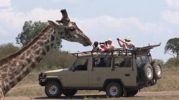 Jeep Full Tourists Photograph Giraffe Drinking Small Watering Hole — Stock Video