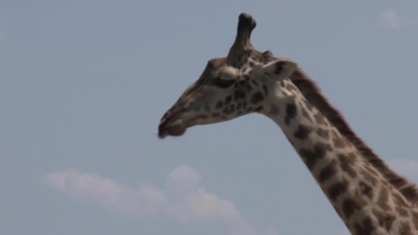 Großaufnahme Einer Giraffe Vor Blauem Himmel — Stockvideo