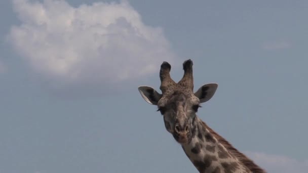 Close Giraffe Blue Sky — Stock Video