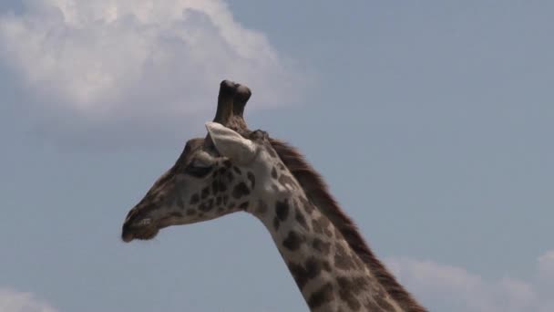 Närbild Giraff Mot Blå Himmel — Stockvideo