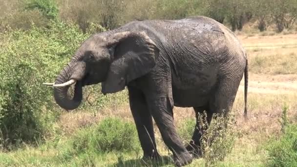 Elefante Africano Lamacento Pastoreia Savana — Vídeo de Stock