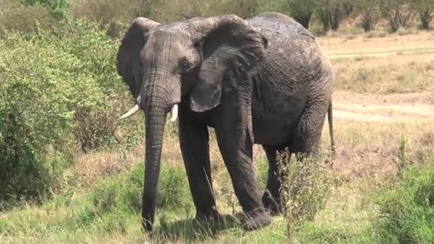 Elefante Africano Lamacento Pastoreia Savana — Vídeo de Stock