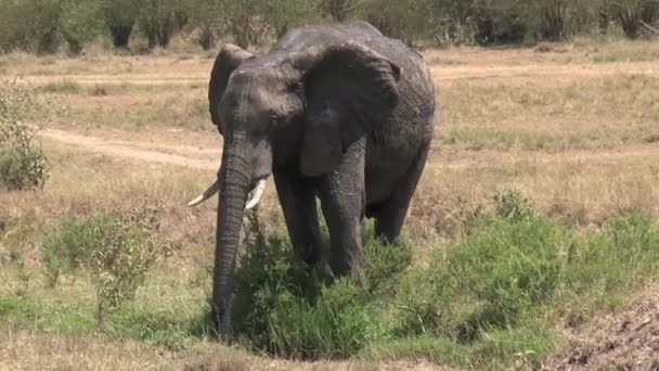 사바나에 물웅덩이에서 마시는 아프리카코끼리 — 비디오