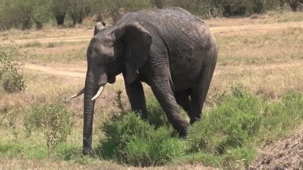 Éléphant Afrique Boueux Boit Dans Abreuvoir Savane — Video