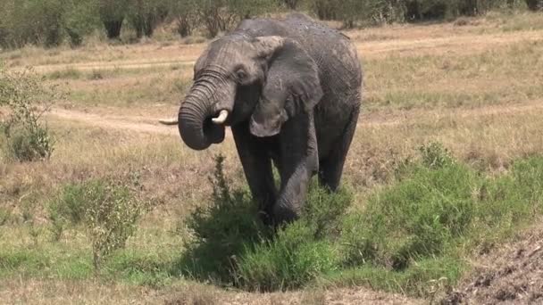 Modderige Afrikaanse Olifant Drinkt Uit Een Drinkplaats Savanne — Stockvideo