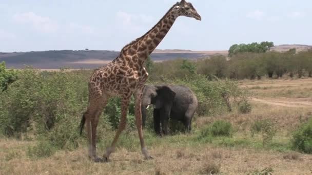 Καμηλοπάρδαλη Και Ένας Αφρικανός Ελέφαντας Ένα Νερόλακκο Στη Σαβάνα — Αρχείο Βίντεο