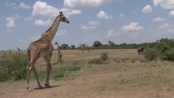 Torre Jirafas Pastando Sabana — Vídeo de stock