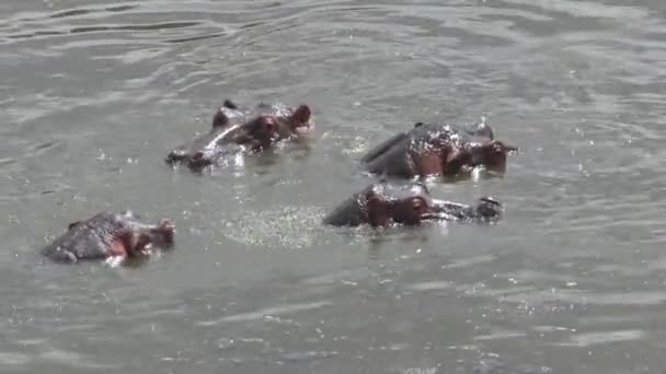 Herd Hippopotamuses Swimming Water — Stock Video