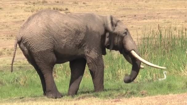 Herd African Elephants Drinking Cooling Watering Hole — Stock Video