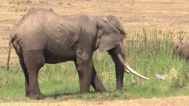 Африканский Слон Пьет Охлаждается Водопое — стоковое видео