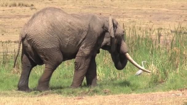 非洲象在一个水坑里喝水和降温 — 图库视频影像