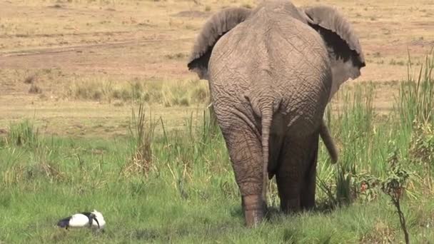 Paire Éléphants Afrique Buvant Refroidissant Dans Abreuvoir — Video