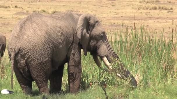 Пара Африканских Слонов Пьющих Охлаждающихся Водопое — стоковое видео