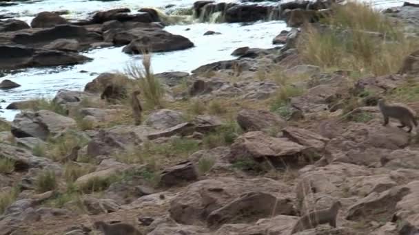 Colonia Mangostas Bandadas Escabullen Guarida Cerca Del Agua — Vídeos de Stock