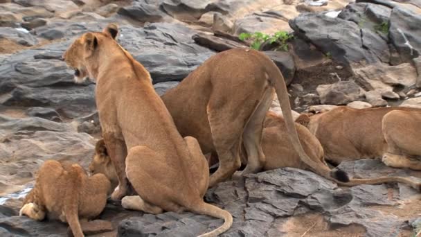 Καμάρι Των Λιονταριών Που Πίνουν Από Ένα Νερόλακκο — Αρχείο Βίντεο