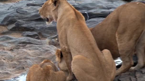 Fierté Des Lions Buvant Dans Abreuvoir — Video